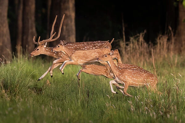 Spotted deer (Axis axis), small herd leaping through grass, Bardia National Park, Terai, Nepal
