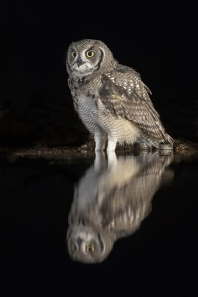 Spotted eagle owl (Bubo africanus) subadult at nigh by water, Zimanga private game reserve