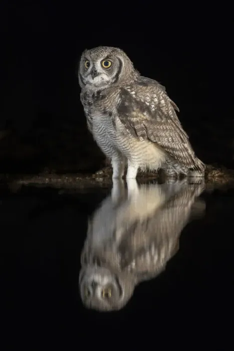Framed Print : Spotted eagle owl (Bubo africanus) subadult at nigh by water, Zimanga private game reserve Framed Print : Spotted eagle owl (Bubo africanus) subadult at nigh by water, Zimanga private game reserve