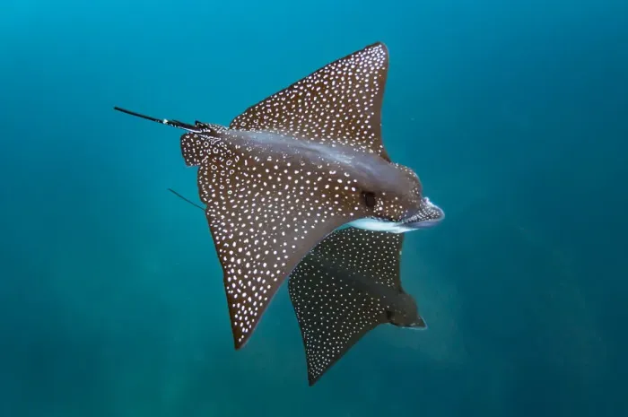 Framed Print : Spotted eagle ray (Aetobatus narinari), Kicker Rock, San Cristobal Island, Galapagos Framed Print : Spotted eagle ray (Aetobatus narinari), Kicker Rock, San Cristobal Island, Galapagos