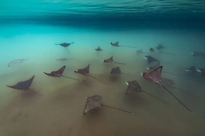 Framed Print : Spotted eagle rays (Aetobatus narinari), in mangrove inlet, Elizabeth Bay, Isabela Island Framed Print : Spotted eagle rays (Aetobatus narinari), in mangrove inlet, Elizabeth Bay, Isabela Island