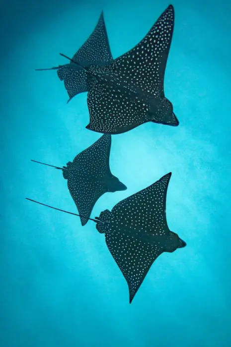Framed Print : Spotted eagle rays (Aetobatus narinari) silhouetted, Kicker Rock, San Cristobal Island Framed Print : Spotted eagle rays (Aetobatus narinari) silhouetted, Kicker Rock, San Cristobal Island