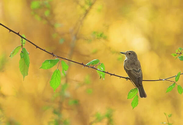 Spotted flycatcher (Muscicapa striata) perched on branch in morning sunlight, Grazalema, Andalusia, Spain. August