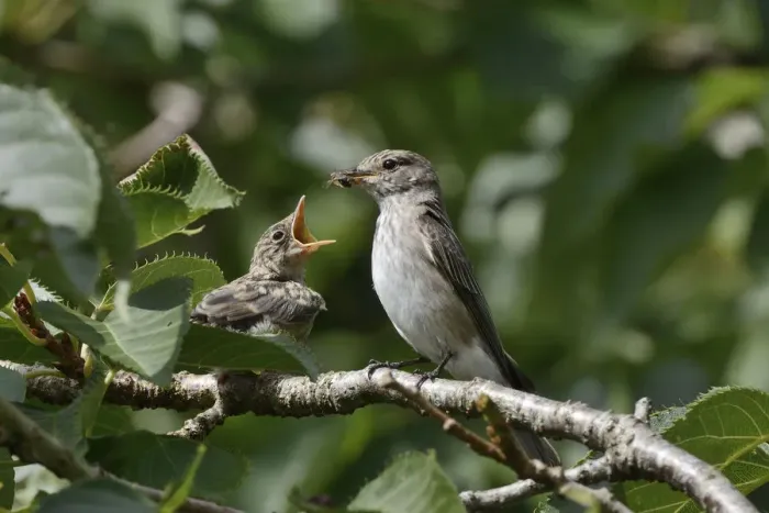 Framed Print : Spotted flycatcher (Muscicapa striata) feeding a chick which has just left its nestbox Framed Print : Spotted flycatcher (Muscicapa striata) feeding a chick which has just left its nestbox