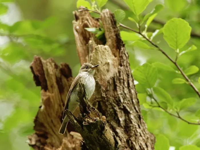 Framed Print : Spotted flycatcher (Muscicapa striata) perched on a dead tree, Forest of Dean, Gloucestershire, UK, May Framed Print : Spotted flycatcher (Muscicapa striata) perched on a dead tree, Forest of Dean, Gloucestershire, UK, May