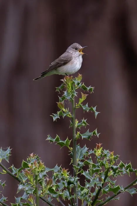 Framed Print : Spotted flycatcher (Muscicapa striata) perched on Holly (Ilex aquifolium) bush, Norfolk, England, UK. May Framed Print : Spotted flycatcher (Muscicapa striata) perched on Holly (Ilex aquifolium) bush, Norfolk, England, UK. May