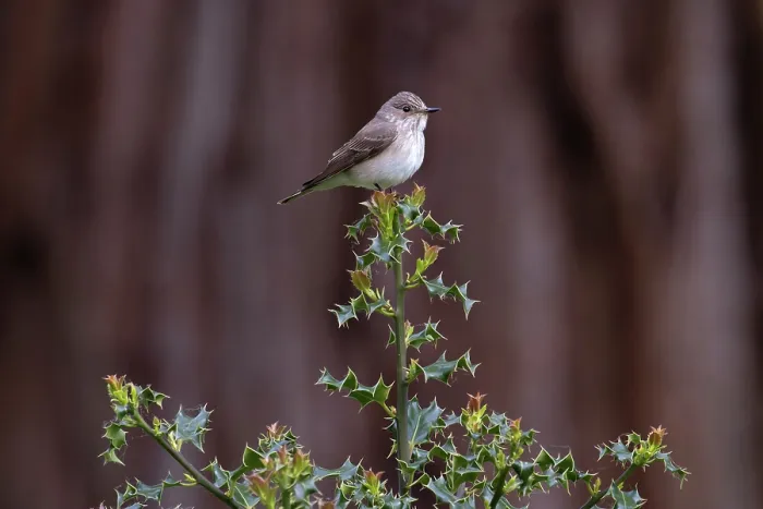 Framed Print : Spotted flycatcher (Muscicapa striata) perched on Holly (Ilex aquifolium) bush, Norfolk, England, UK. May Framed Print : Spotted flycatcher (Muscicapa striata) perched on Holly (Ilex aquifolium) bush, Norfolk, England, UK. May