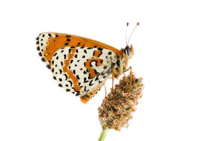 Framed Print : Spotted fritillary (Melitaea didyma) on Plantain seed head, Fliess, Naturpark Kaunergrat