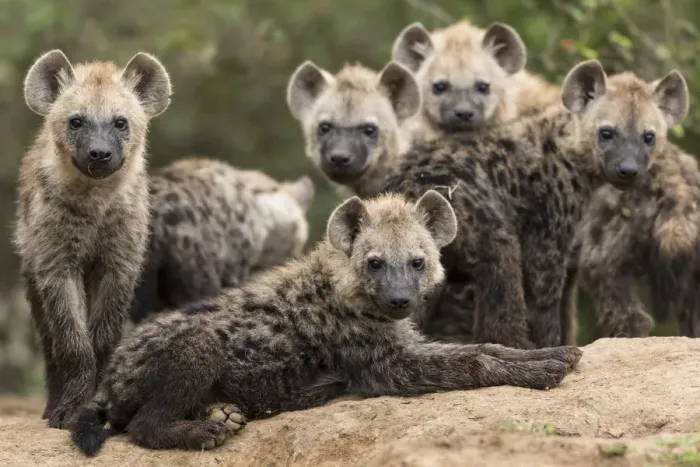 Framed Print : Spotted hyena (Crocuta crocuta), cubs together by den, Masai-Mara Game Reserve, Kenya Framed Print : Spotted hyena (Crocuta crocuta), cubs together by den, Masai-Mara Game Reserve, Kenya