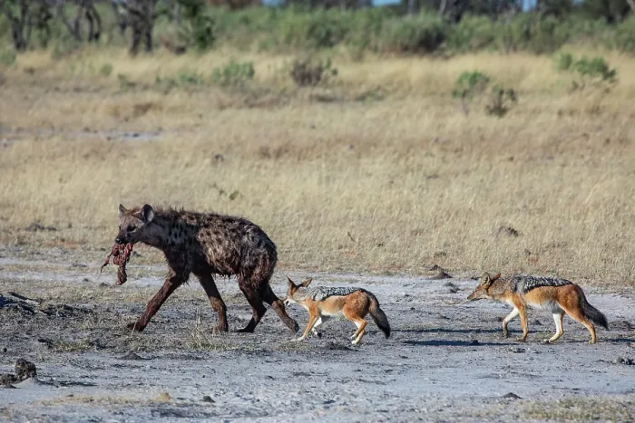 Framed Print : Spotted hyena (Crocuta crocuta) carrying food in mouth with two Black-backed jackals (Lupulella mesomelas) following, Okavango Delta, Botswana Framed Print : Spotted hyena (Crocuta crocuta) carrying food in mouth with two Black-backed jackals (Lupulella mesomelas) following, Okavango Delta, Botswana