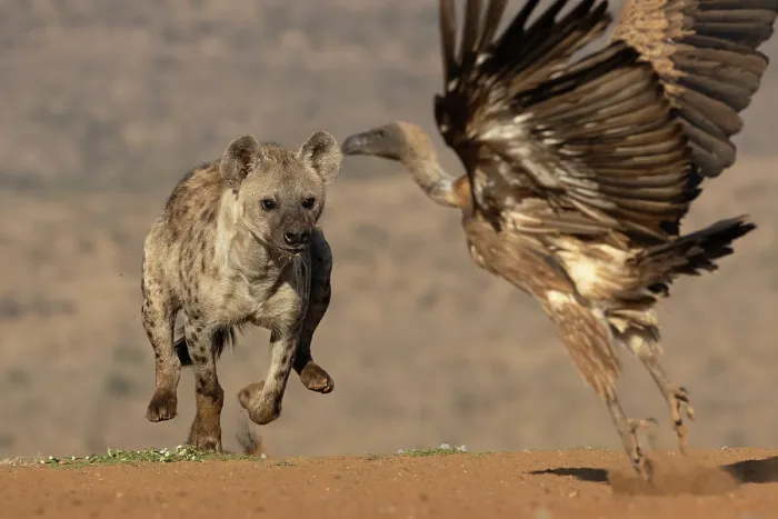 Framed Print : Spotted hyena (Crocuta crocuta) chasing White-backed vulture (Gyps africanus), Zimanga game reserve, South Africa Framed Print : Spotted hyena (Crocuta crocuta) chasing White-backed vulture (Gyps africanus), Zimanga game reserve, South Africa