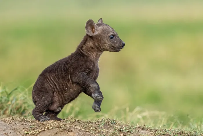 Framed Print : Spotted hyena (Crocuta crocuta) cub playing in grass near the den, Masai Mara National Reserve, Kenya Framed Print : Spotted hyena (Crocuta crocuta) cub playing in grass near the den, Masai Mara National Reserve, Kenya