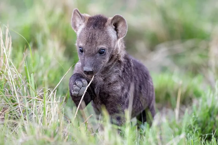 Framed Print : Spotted hyena (Crocuta crocuta) cub playing in grass near the den, Masai Mara National Reserve, Kenya Framed Print : Spotted hyena (Crocuta crocuta) cub playing in grass near the den, Masai Mara National Reserve, Kenya