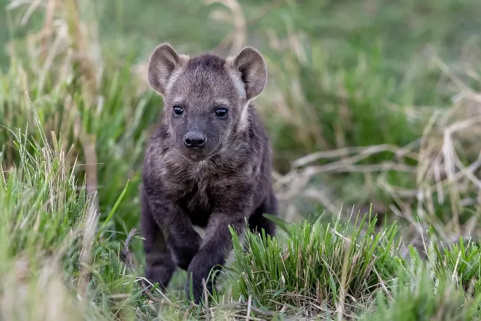 Framed Print : Spotted hyena (Crocuta crocuta) cub playing in grass near the den, Masai Mara National Reserve, Kenya Framed Print : Spotted hyena (Crocuta crocuta) cub playing in grass near the den, Masai Mara National Reserve, Kenya