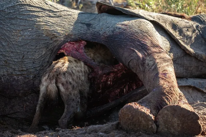 Framed Print : Spotted hyena (Crocuta crocuta) feeding on an Elephant (Loxodonta africana) carcass, Okavango Delta, Botswana Framed Print : Spotted hyena (Crocuta crocuta) feeding on an Elephant (Loxodonta africana) carcass, Okavango Delta, Botswana