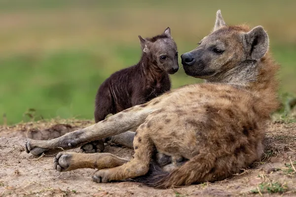 Spotted Hyena Female with Cub Print, Masai Mara National Reserve