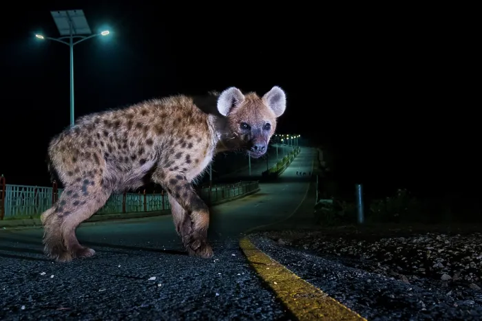 Framed Print : Spotted hyena (Crocuta crocuta) on highway at night, Harar, Ethiopia Framed Print : Spotted hyena (Crocuta crocuta) on highway at night, Harar, Ethiopia