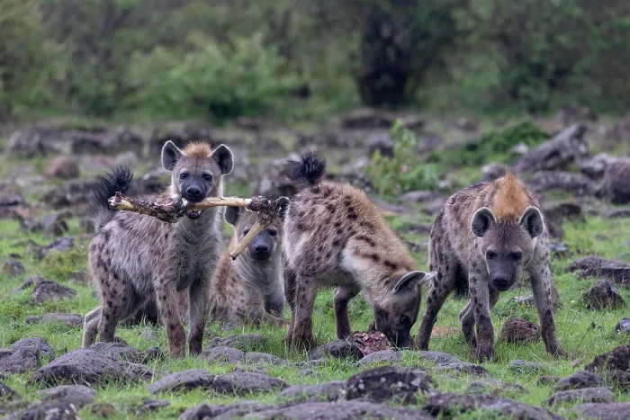 Framed Print : Spotted hyena (Crocuta crocuta) pack carrying bones from an animal carcass, Masai Mara National Reserve, Kenya Framed Print : Spotted hyena (Crocuta crocuta) pack carrying bones from an animal carcass, Masai Mara National Reserve, Kenya