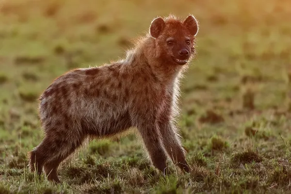 Spotted Hyena Print, Masai Mara National Reserve, Kenya. Art