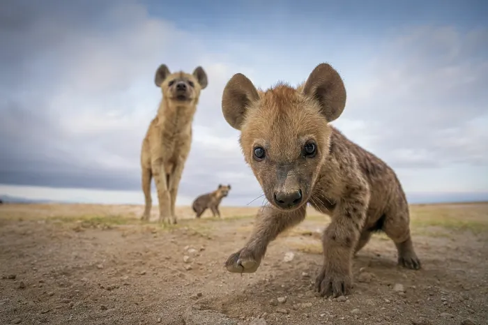 Framed Print : Spotted Hyena (Crocuta crocuta) pup playing as mother and littermate watch, Amboseli National Park, Kenya Framed Print : Spotted Hyena (Crocuta crocuta) pup playing as mother and littermate watch, Amboseli National Park, Kenya