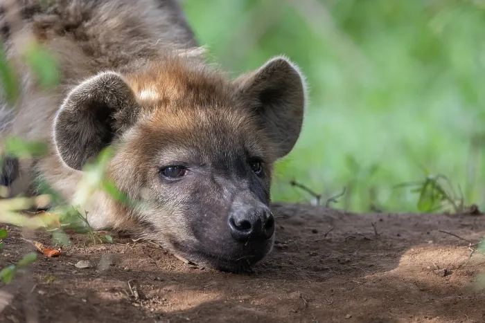 Framed Print : Spotted hyena (Crocuta crocuta) resting, portrait, Masai Mara National Reserve, Kenya Framed Print : Spotted hyena (Crocuta crocuta) resting, portrait, Masai Mara National Reserve, Kenya