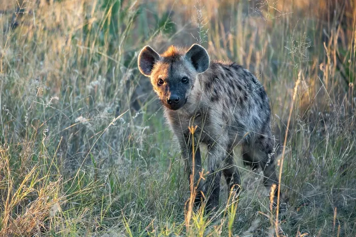 Framed Print : Spotted hyena (Crocuta crocuta) standing in grassland, Okavango Delta, Botswana Framed Print : Spotted hyena (Crocuta crocuta) standing in grassland, Okavango Delta, Botswana