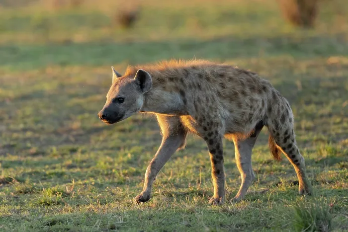 Framed Print : Spotted hyena (Crocuta crocuta) walking in the savanna near entrance to the den, Masai Mara National Reserve, Kenya Framed Print : Spotted hyena (Crocuta crocuta) walking in the savanna near entrance to the den, Masai Mara National Reserve, Kenya