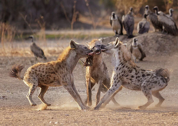 Three Spotted hyenas (Crocuta crocuta) fighting over meat from a nearby carcass with flock of White-backed vultures (Gyps africanus) watching in background, Mana Pools National Park, Zimbabwe