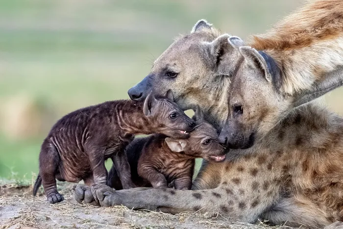 Framed Print : Two Spotted hyenas (Crocuta crocuta) resting with two cubs near the entrance of the den, Masai Mara National Reserve, Kenya