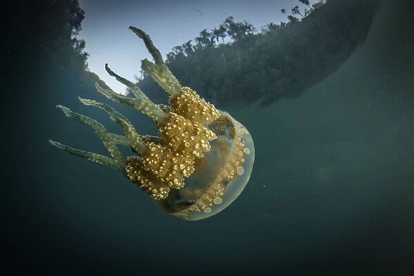 Spotted jelly (Mastigias papua) swims in sheltered cove in Raja Ampat, West Papua