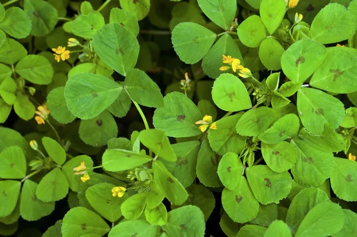 Framed Print : Spotted medick (Medicago arabica) in flower, St Mary's, Isles of Scilly, UK. May Framed Print : Spotted medick (Medicago arabica) in flower, St Mary's, Isles of Scilly, UK. May