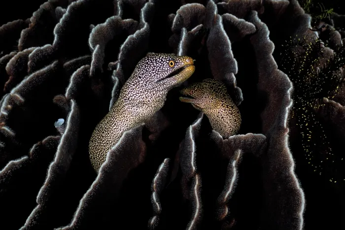 Framed Print : Spotted moray eel (Gymnothorax meleagris) pair coming together within a colony of Leaf coral (Pavona decussata) to spawn, Kagoshima Prefecture, Japan, Pacific Ocean Framed Print : Spotted moray eel (Gymnothorax meleagris) pair coming together within a colony of Leaf coral (Pavona decussata) to spawn, Kagoshima Prefecture, Japan, Pacific Ocean