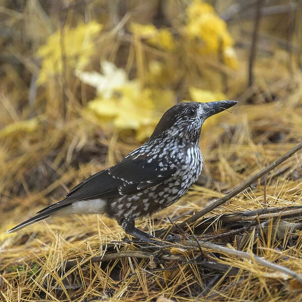 Spotted nutcracker (Nucifraga caryocatactes) searching for seeds on forest floor, Finland. October