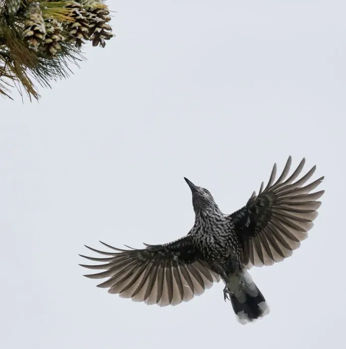 Framed Print : Spotted Nutcracker (Nucifraga caryocatactes) in flight to pine cones, Joensuu, Finland Framed Print : Spotted Nutcracker (Nucifraga caryocatactes) in flight to pine cones, Joensuu, Finland
