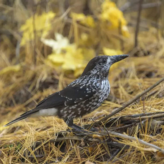 Framed Print : Spotted nutcracker (Nucifraga caryocatactes) searching for seeds on forest floor, Finland. October Framed Print : Spotted nutcracker (Nucifraga caryocatactes) searching for seeds on forest floor, Finland. October
