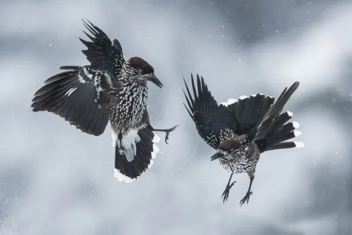 Framed Print : Spotted nutcrackers (Nucifraga caryocatactes) fighting in snow, Vitosha Mountain