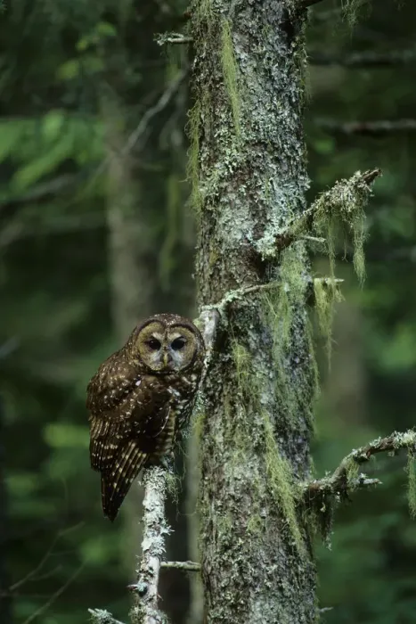 Framed Print : Spotted owl (Strix nebulosa) Gifford-Pinchot National Forest, Washington USA Framed Print : Spotted owl (Strix nebulosa) Gifford-Pinchot National Forest, Washington USA
