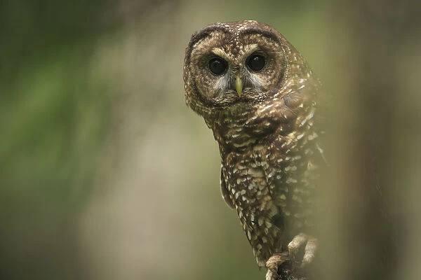 Spotted Owl (Strix occidentalis). Willamette National Forest, Oregon. June