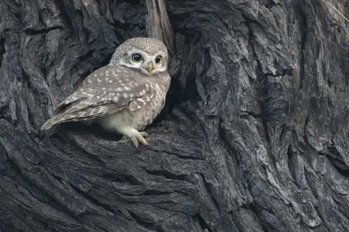 Framed Print : Spotted owlet ( Athena brama), Keoladeo NP, Bharatpur, India