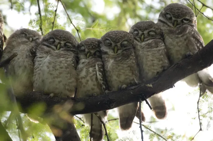 Framed Print : Six Spotted Owlet chicks (Athena brama) perched in a row, Keoladeo Ghana NP, Bharatpur Framed Print : Six Spotted Owlet chicks (Athena brama) perched in a row, Keoladeo Ghana NP, Bharatpur