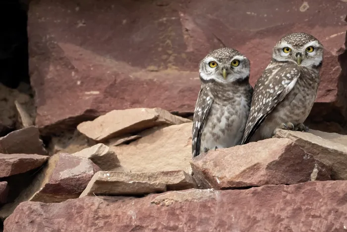 Framed Print : Two Spotted owlets (Athene brama) perched side by side on rocks, Pachgaon, near Dholpur, Rajasthan, India Framed Print : Two Spotted owlets (Athene brama) perched side by side on rocks, Pachgaon, near Dholpur, Rajasthan, India
