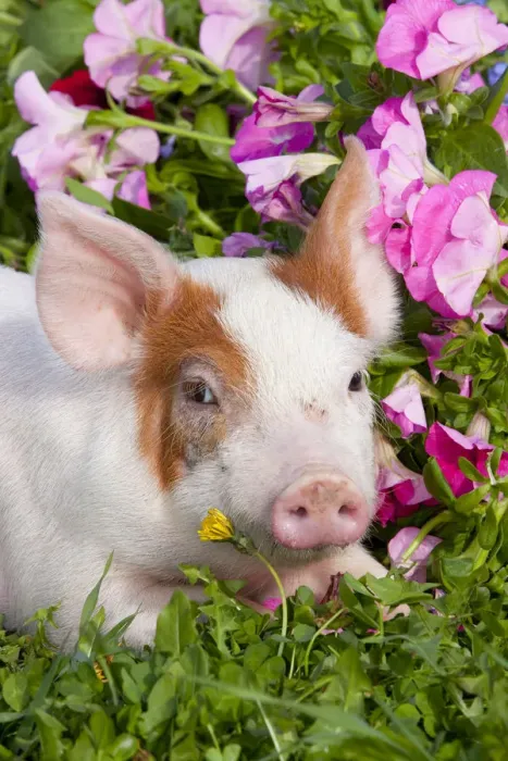 Framed Print : Spotted Piglet, head portrait lying down in grass and pink Petunias, Dekalb, Illinois Framed Print : Spotted Piglet, head portrait lying down in grass and pink Petunias, Dekalb, Illinois