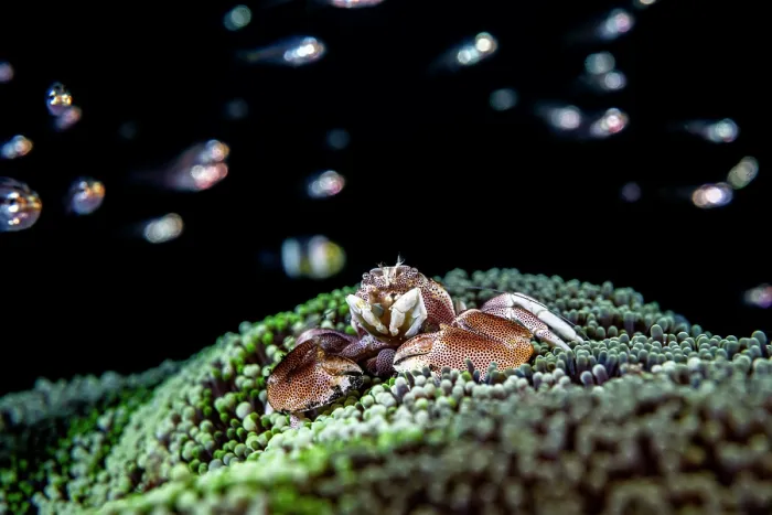 Framed Print : Spotted porcelain crab (Neopetrolisthes maculatus) resting on a sea anemone with fish in the background, Lembeh Strait, North Sulawesi, Indonesia, Pacific Ocean Framed Print : Spotted porcelain crab (Neopetrolisthes maculatus) resting on a sea anemone with fish in the background, Lembeh Strait, North Sulawesi, Indonesia, Pacific Ocean