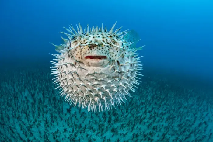 Framed Print : Spotted Porcupine fish (Diodon hystrix) inflated, displaying defensive behaviour Framed Print : Spotted Porcupine fish (Diodon hystrix) inflated, displaying defensive behaviour