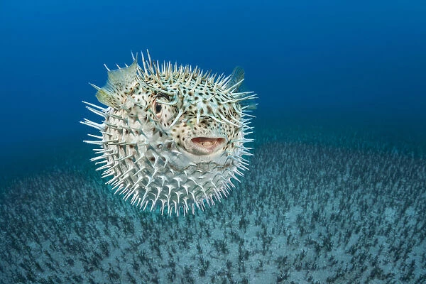 Spotted porcupinefish (Diodon hystrix), inflated with seawater, a defensive behaviour, Hawaii, Pacific Ocean