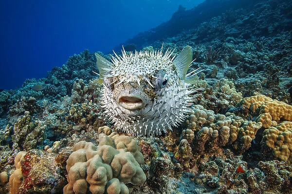 Spotted porcupinefish (Diodon hystrix) swimming over a reef, Hawaii, Pacific Ocean