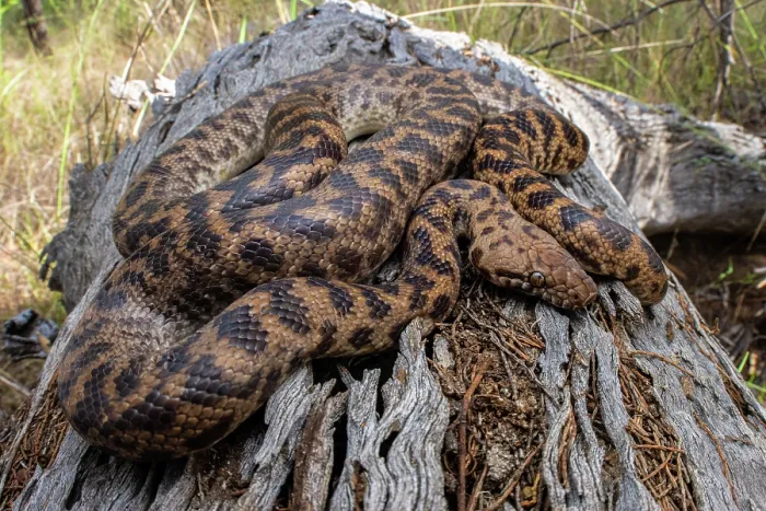 Framed Print : Spotted python (Antaresia maculosa) resting on log, Inglewood, Queensland, Australia Framed Print : Spotted python (Antaresia maculosa) resting on log, Inglewood, Queensland, Australia