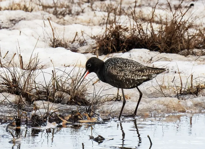 Framed Print : Spotted redshank (Tringa erythropus) feeding and calling from a meltwater channel in marshland, Pokka, Lapland, Finland. May Framed Print : Spotted redshank (Tringa erythropus) feeding and calling from a meltwater channel in marshland, Pokka, Lapland, Finland. May