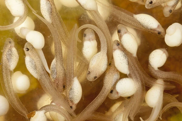 Spotted reed frog (Hyperolius pucticulatus) tadpoles, captive, endemic to Tanzania