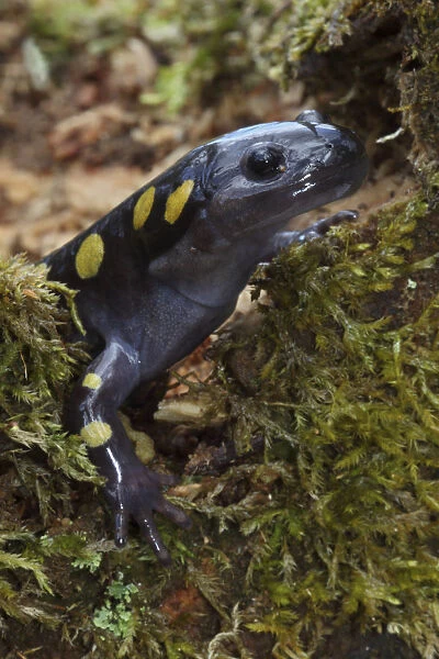 Spotted Salamander (Ambystoma maculatum) in early spring migration to woodland pond